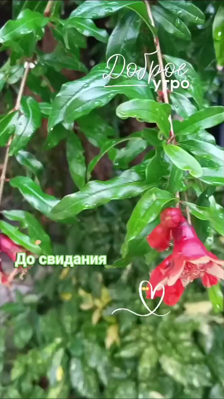 @irina_das