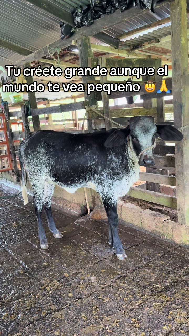 @Jhonatan Cabrera Var