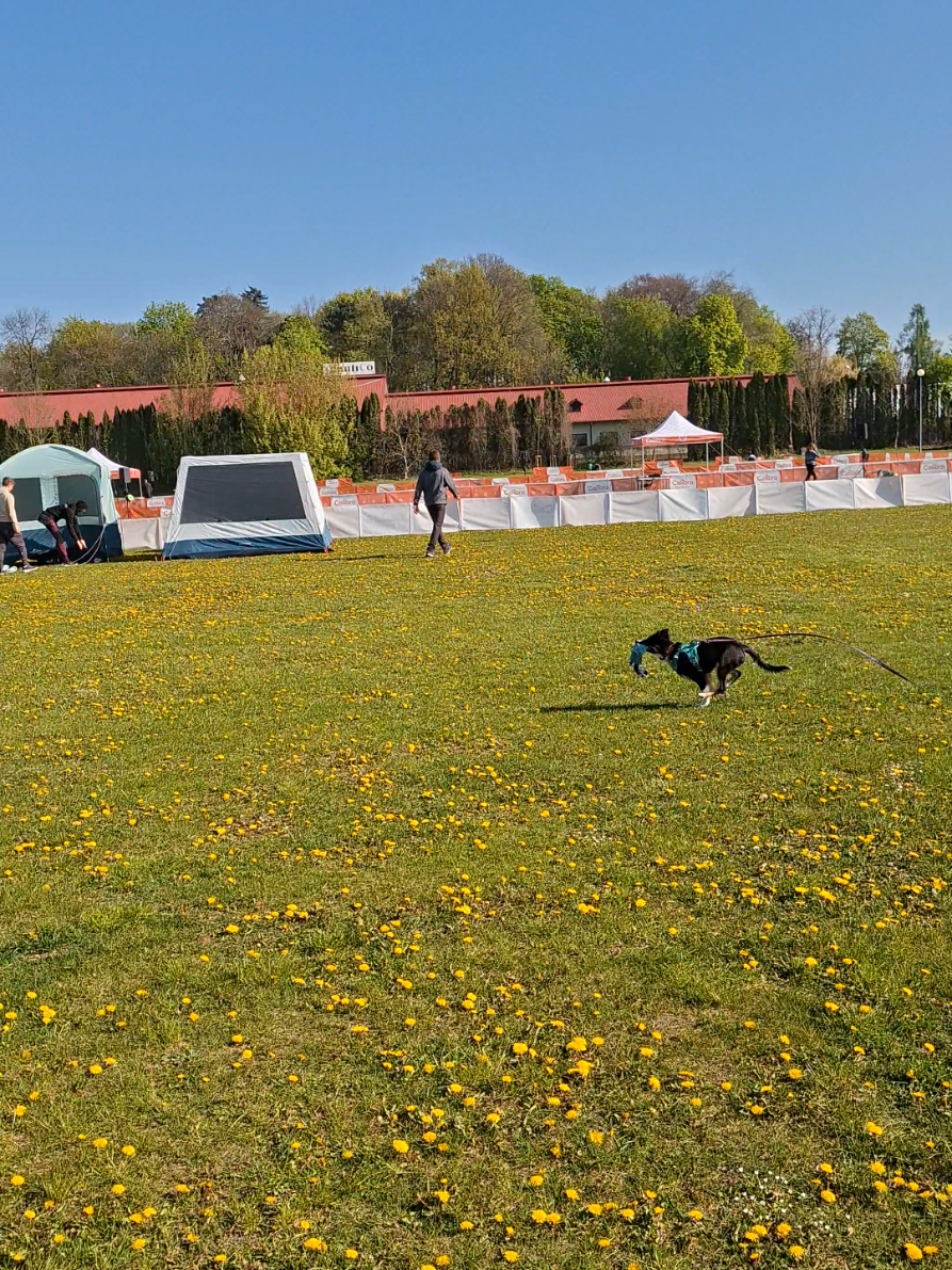 @frisbee dogs 🥏