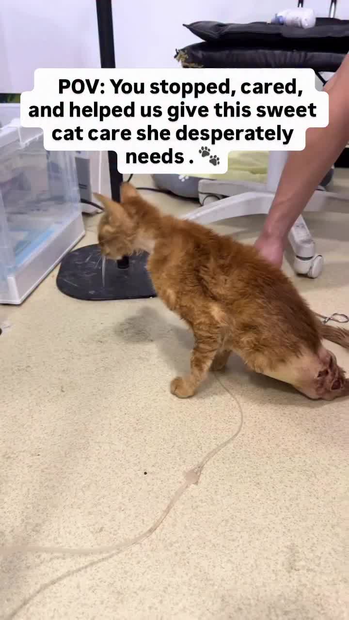@NewLeashOnLifeRescue