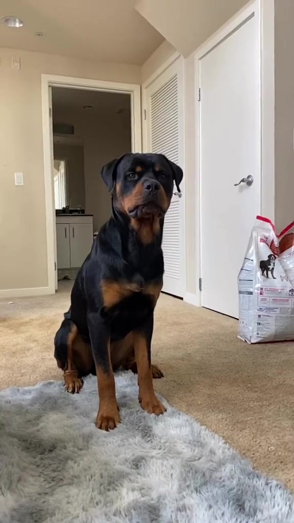 @Pluto the Rottie
