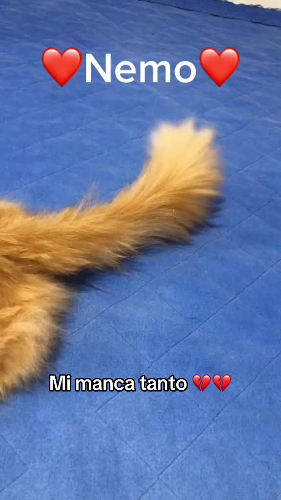 @PetyBordoni