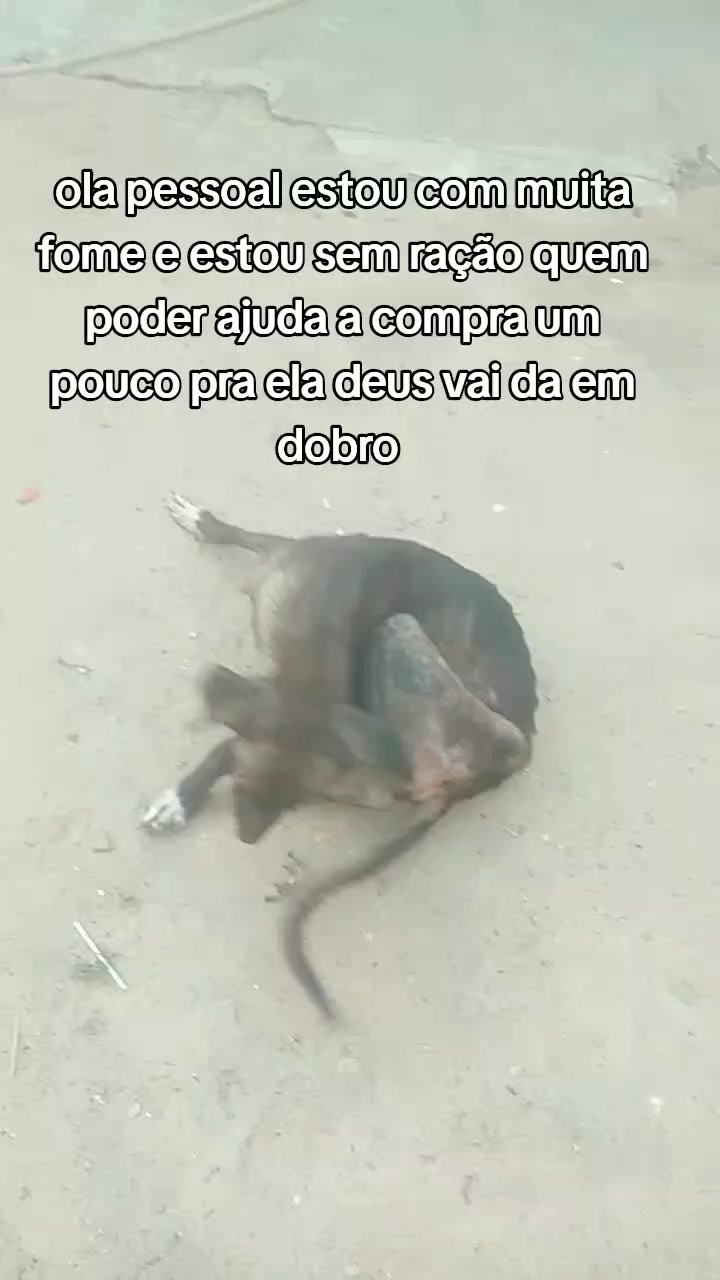 @Cãozinhoabandonado