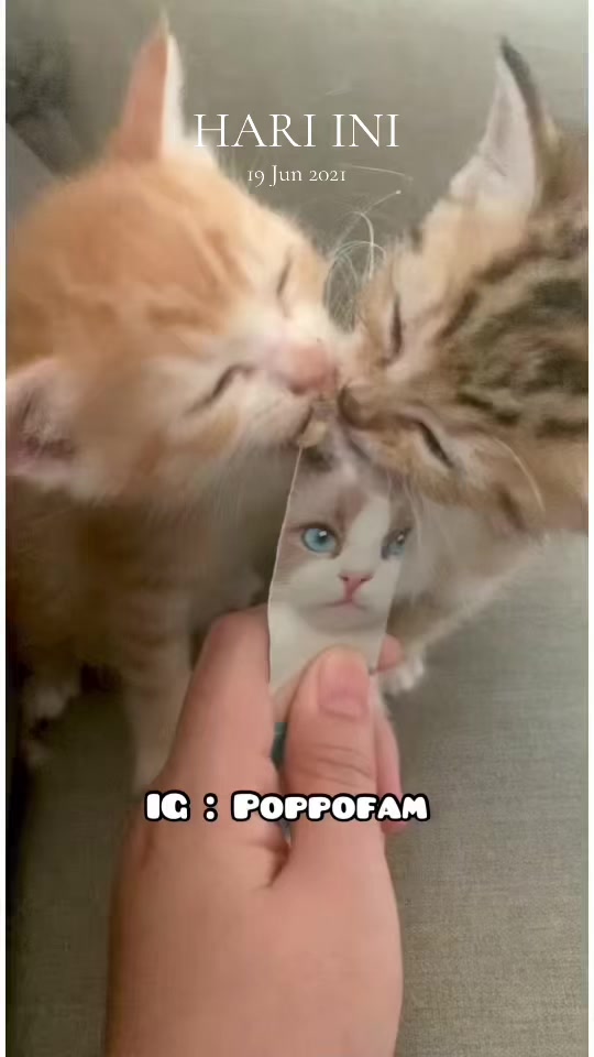 @poppofamily