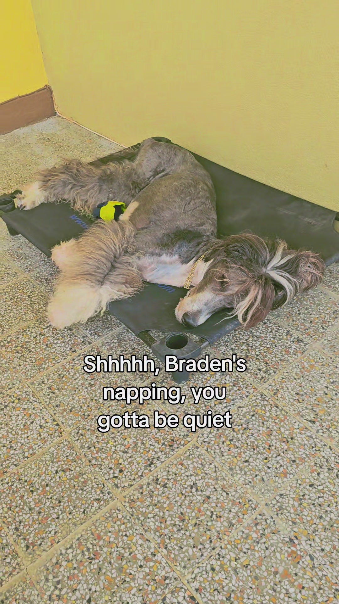 @MixedPetCollective