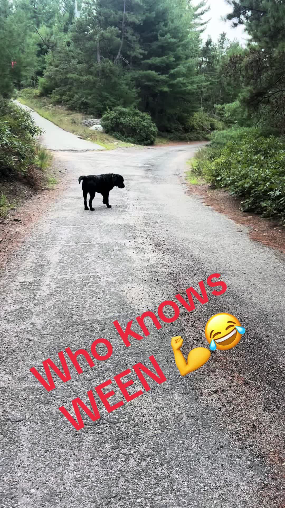 @K-9 Cleaner🐶