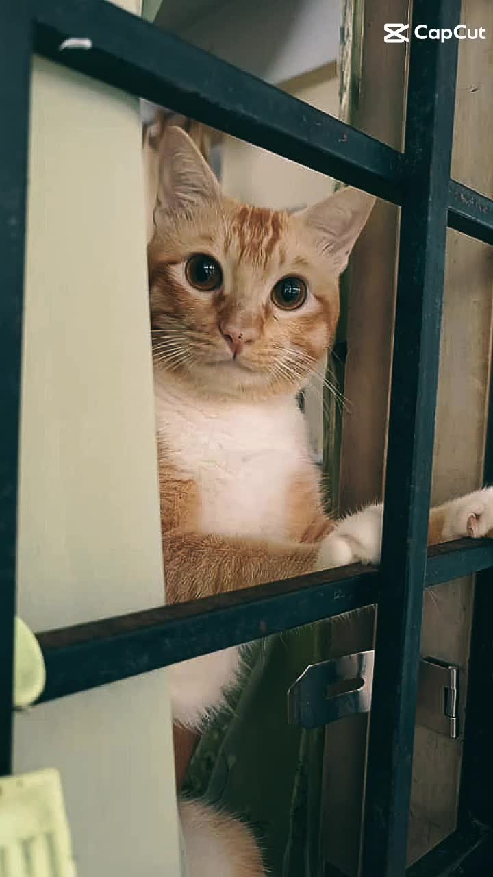 @๐ฏ๐๐๐๐_๐ท๐๐๐๐ฒ๐พ