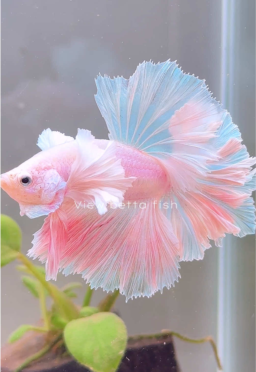 @วิวอยากเลี้ยงปลากัด🐠
