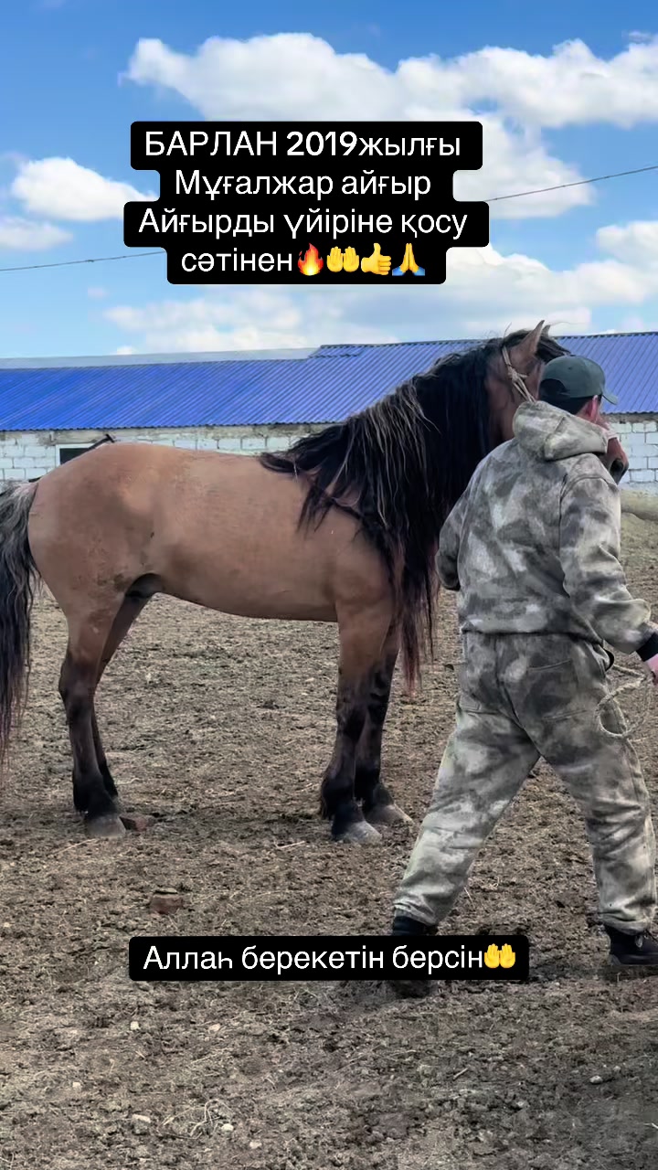 @Мұғалжар жылқысы MZ