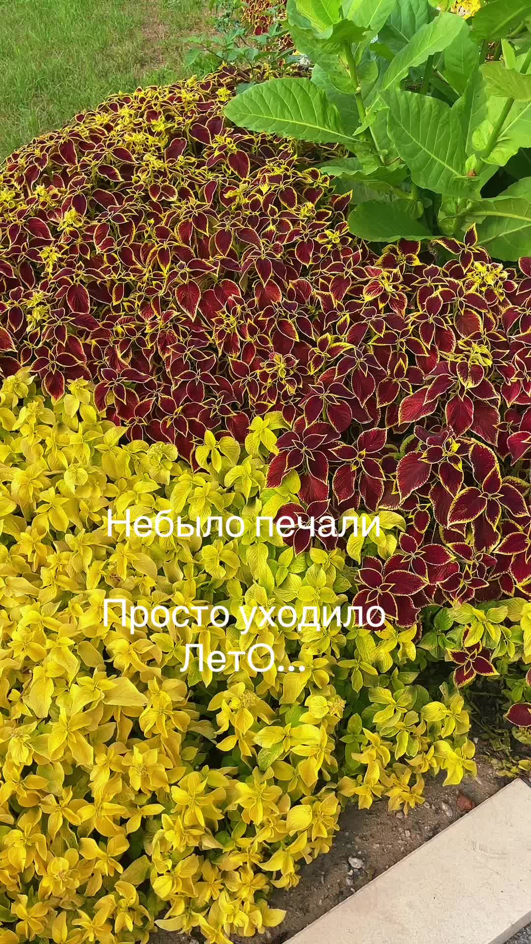 @Елена Фролова5420