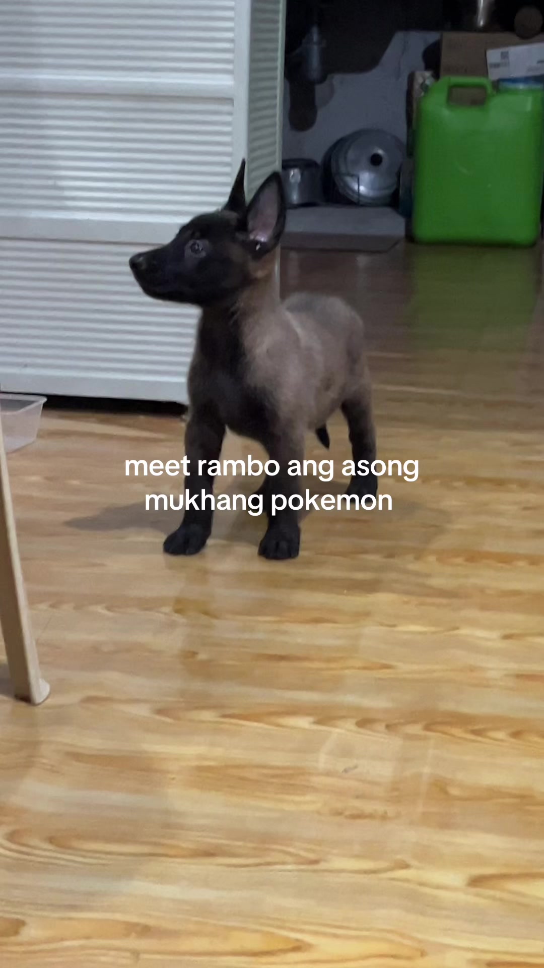 @sheiᥫ᭡