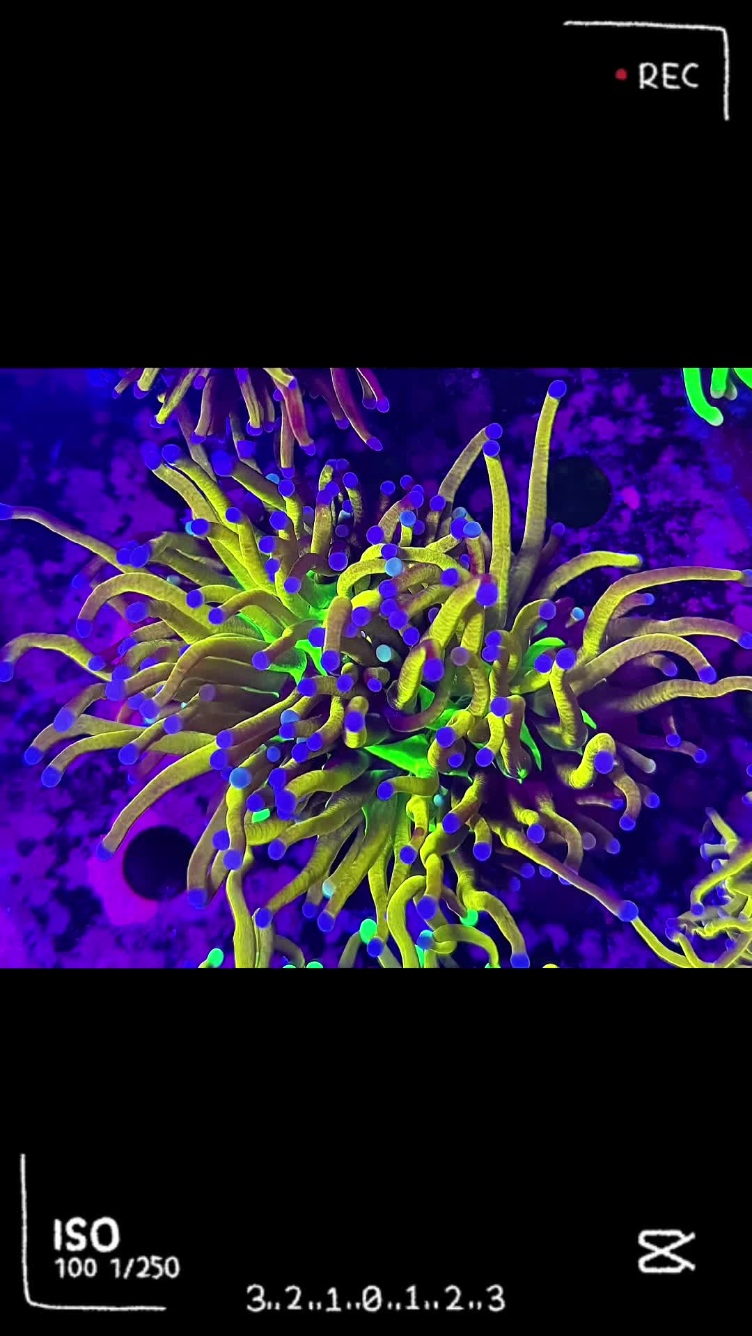 @Palmetto Reef