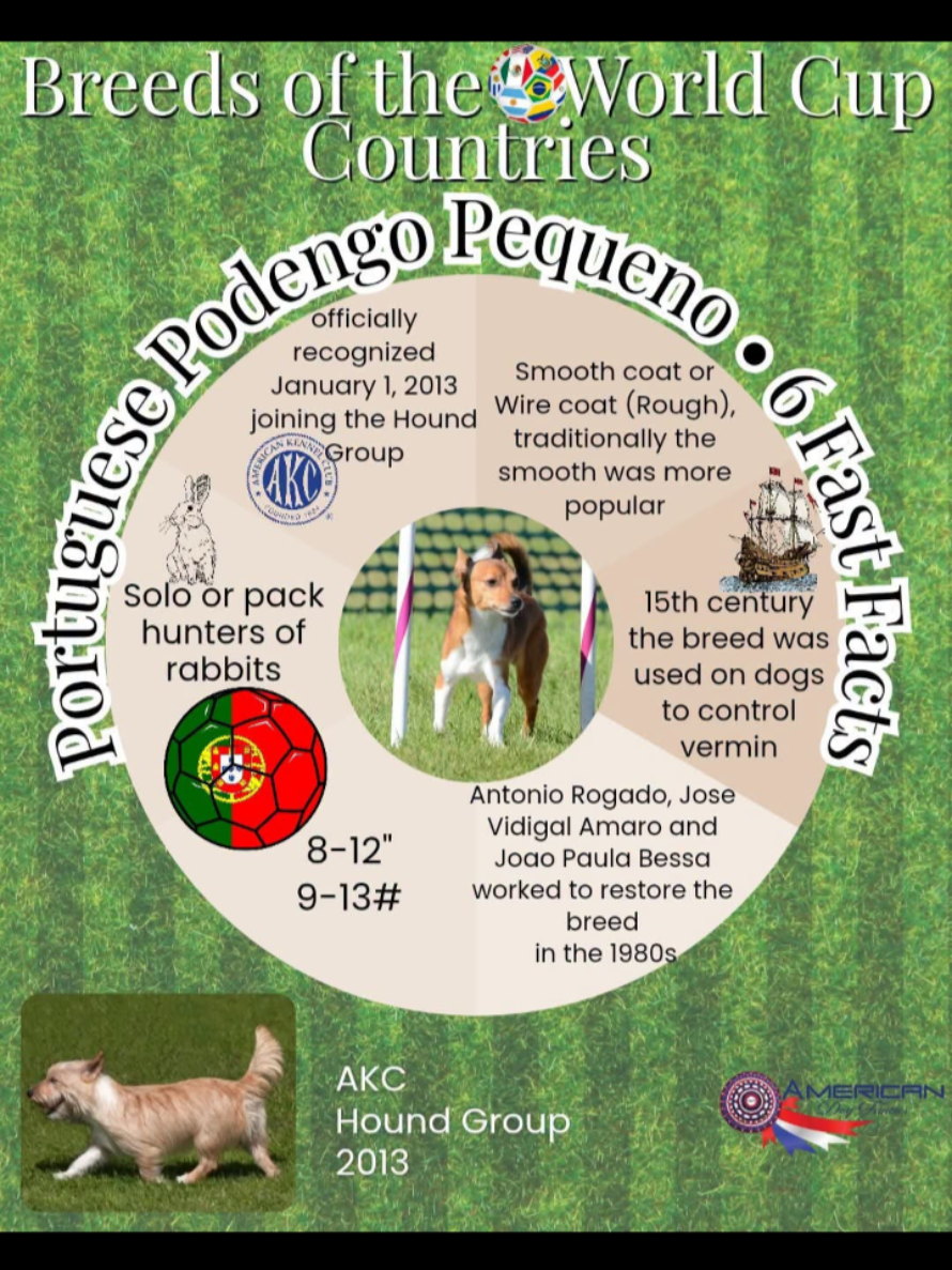 @American Dog Fancier