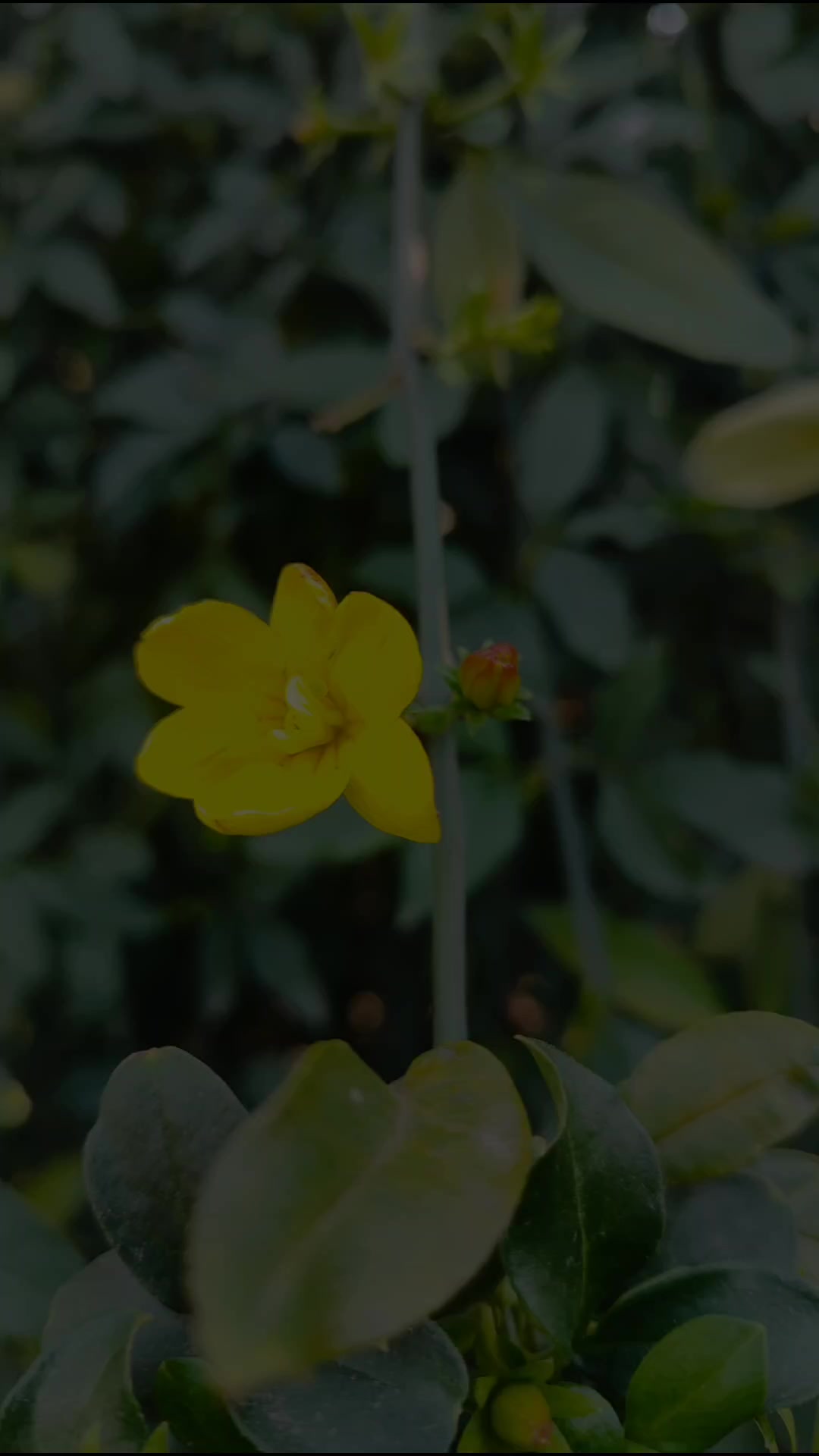 @videosimpactantes