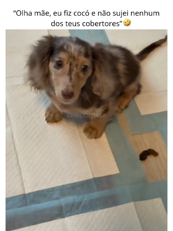 @LOVE POR PETS
