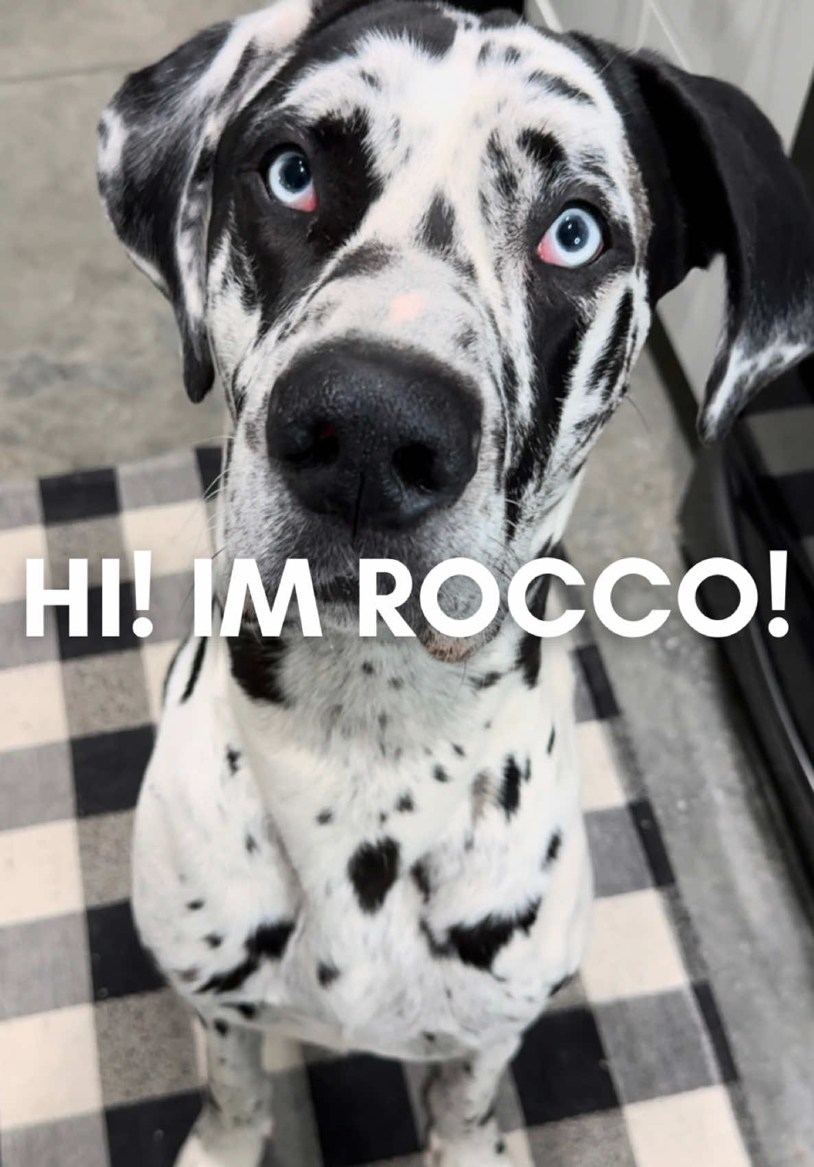 @Rocco