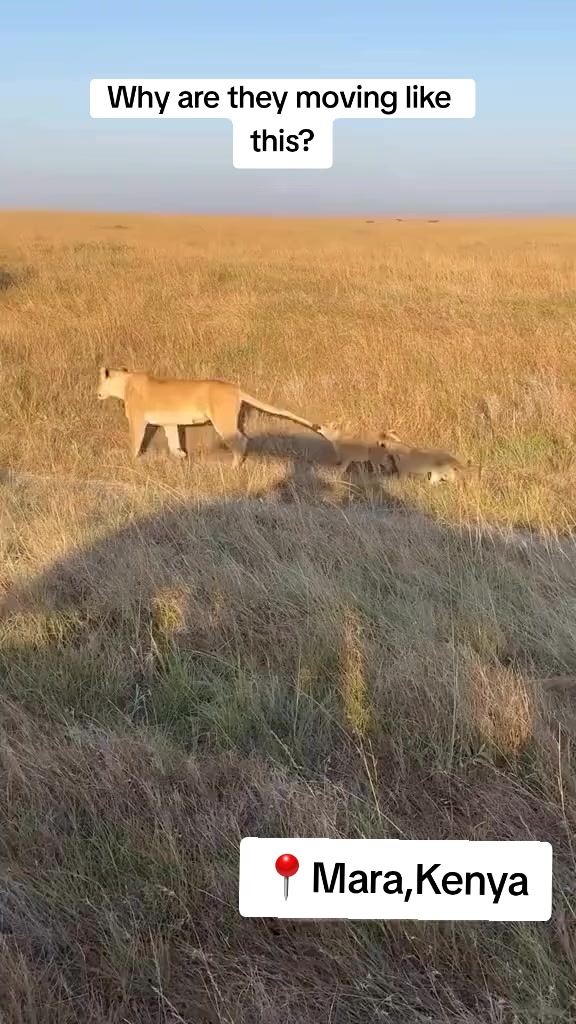 @Nesh Tours and Safaris