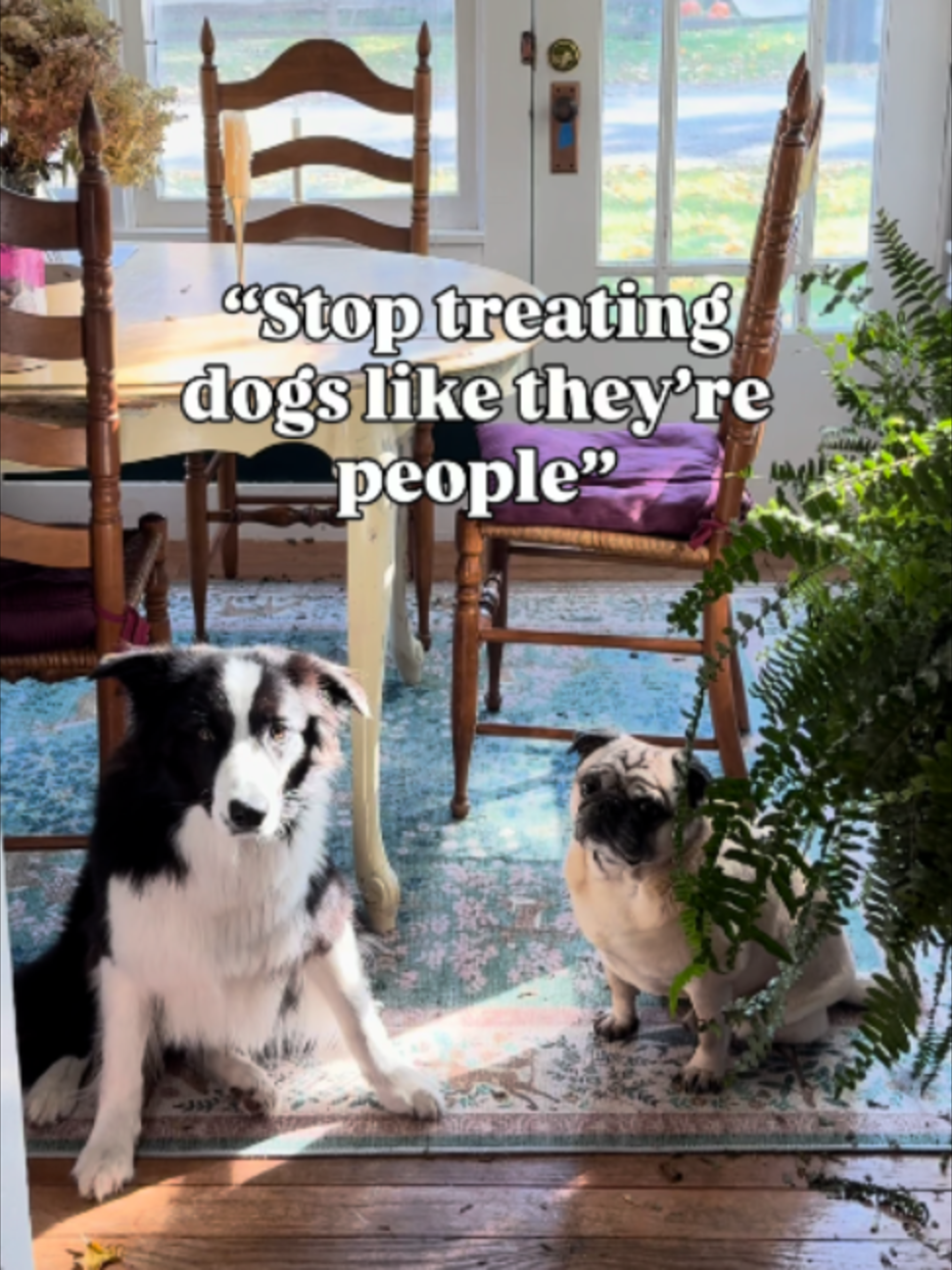 @Archies Dog Co