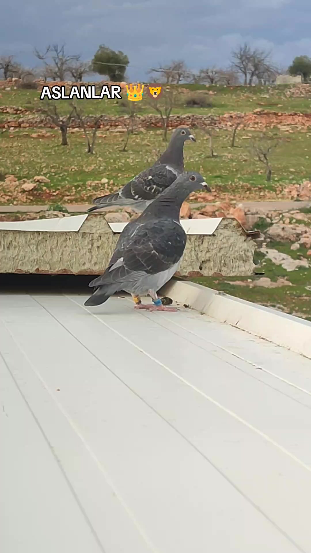 @MEHMET ÇOBAN ( PEŞTO )