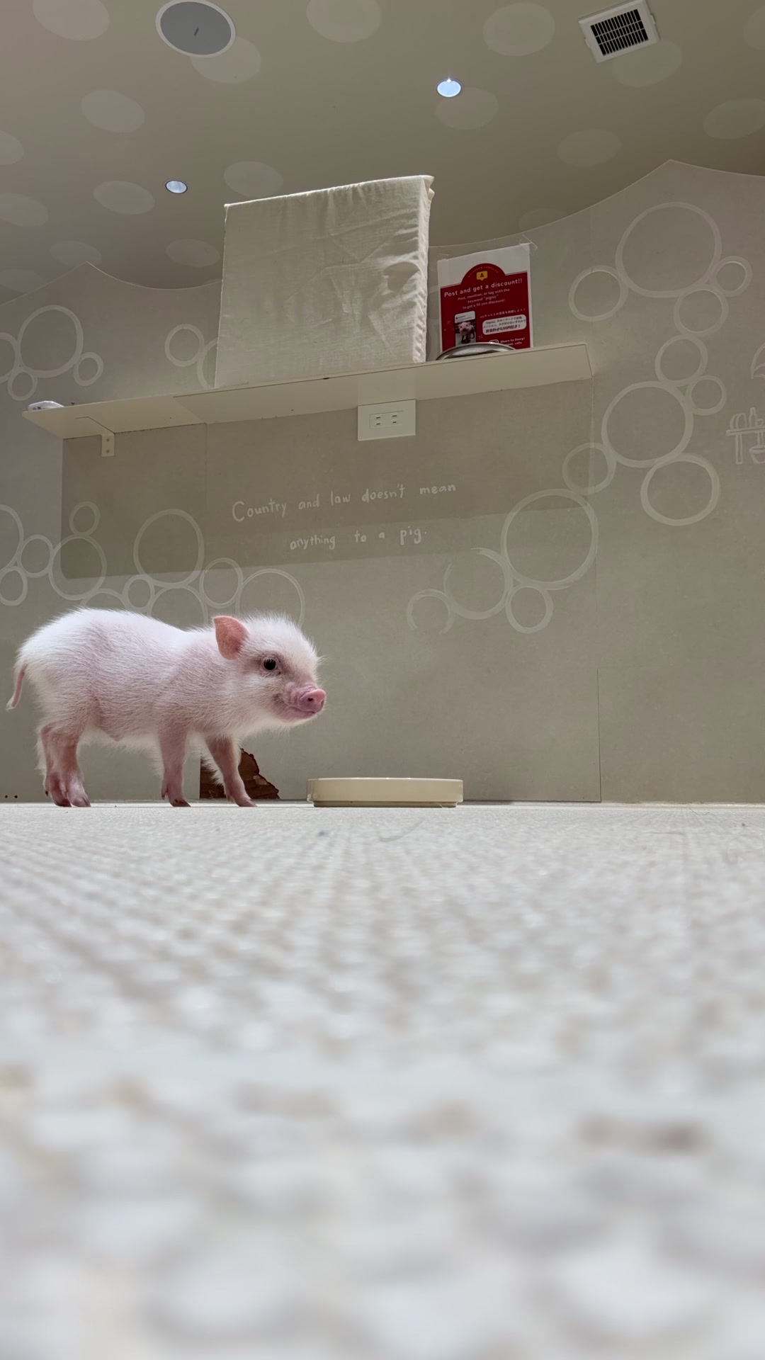 @pignic