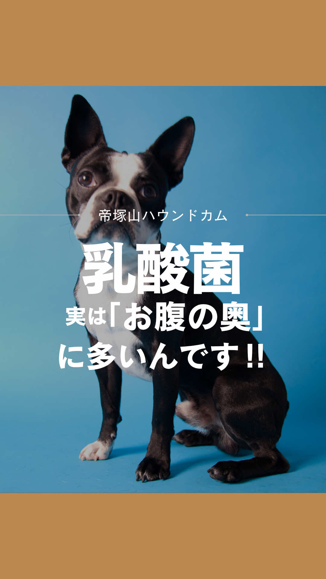 @帝塚山ハウンドカム