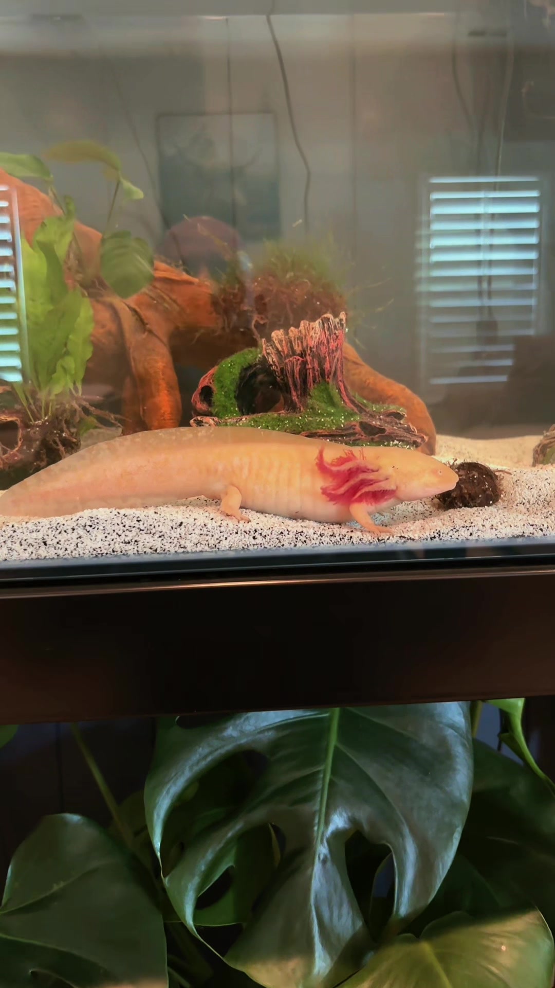 @reeflove
