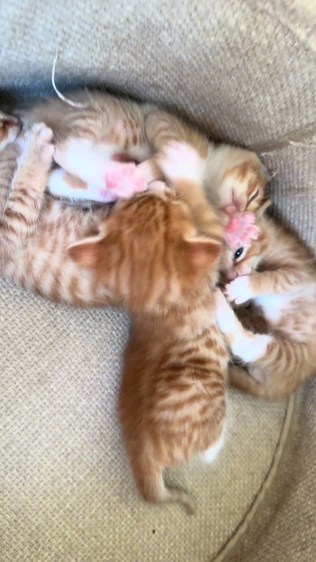 @Gatos todos os dias
