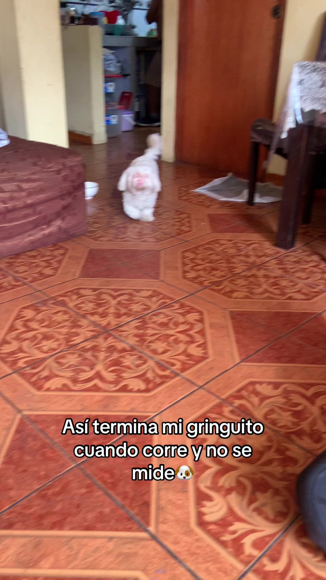 @🐶HILDA Y BERRY EL ALBINITO🐶