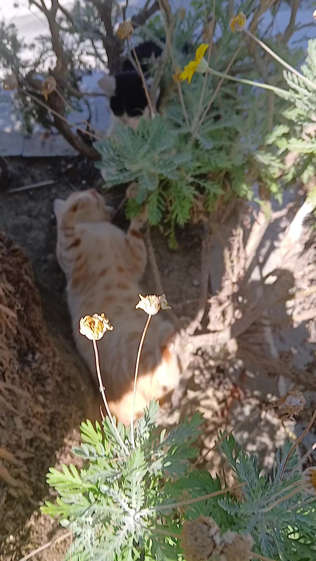 @💞S̴E̴V̴D̴A̴ ̴💞KEDİ💞
