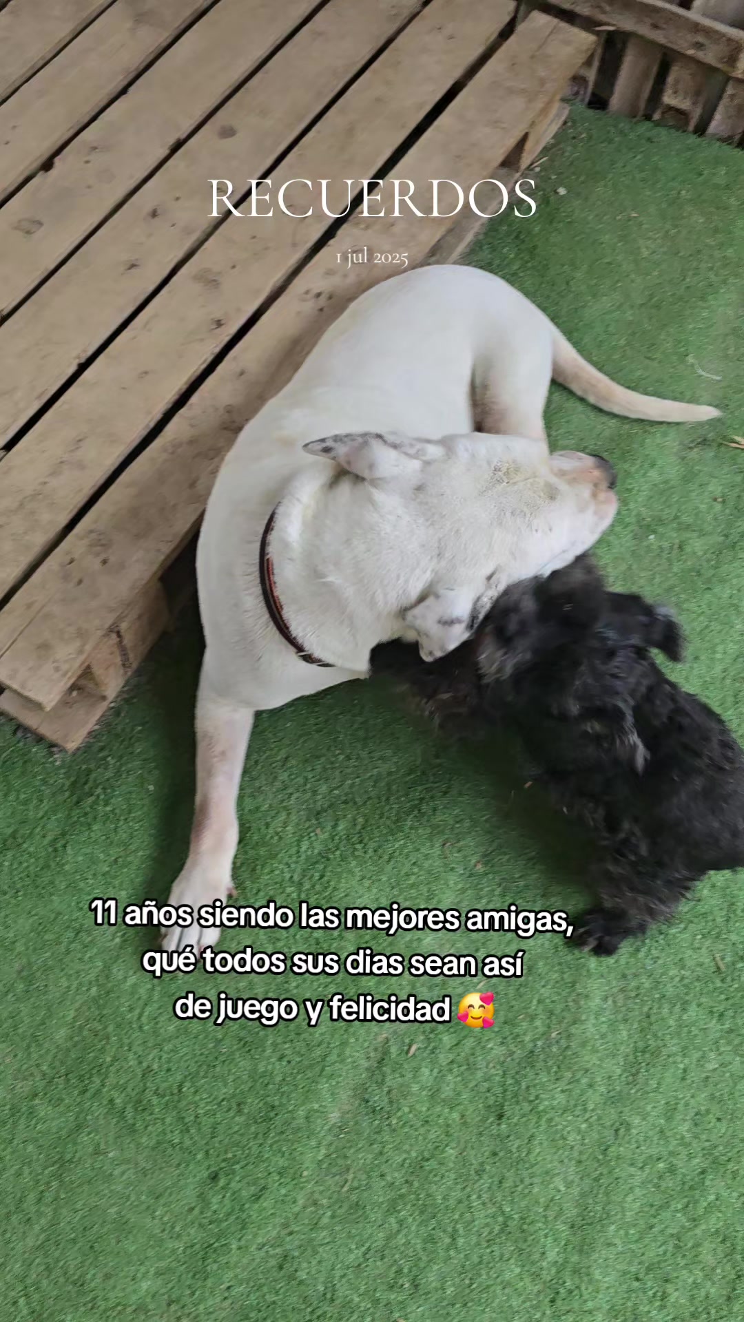 @Michu🐱🐶
