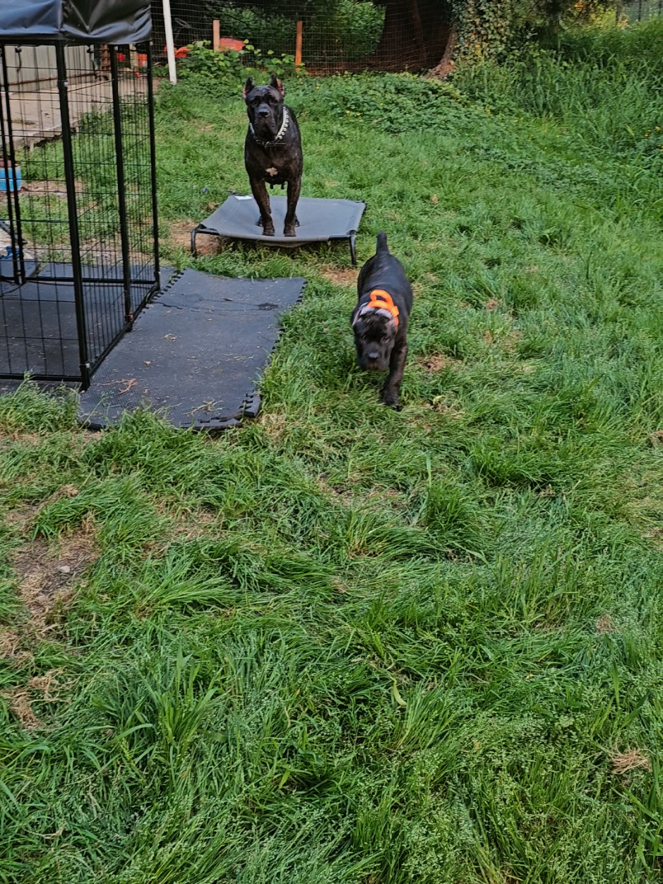 @SalmonCreekCaneCorso