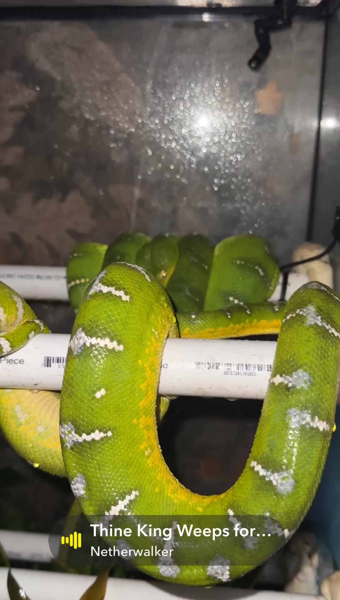 @A&L Reptiles