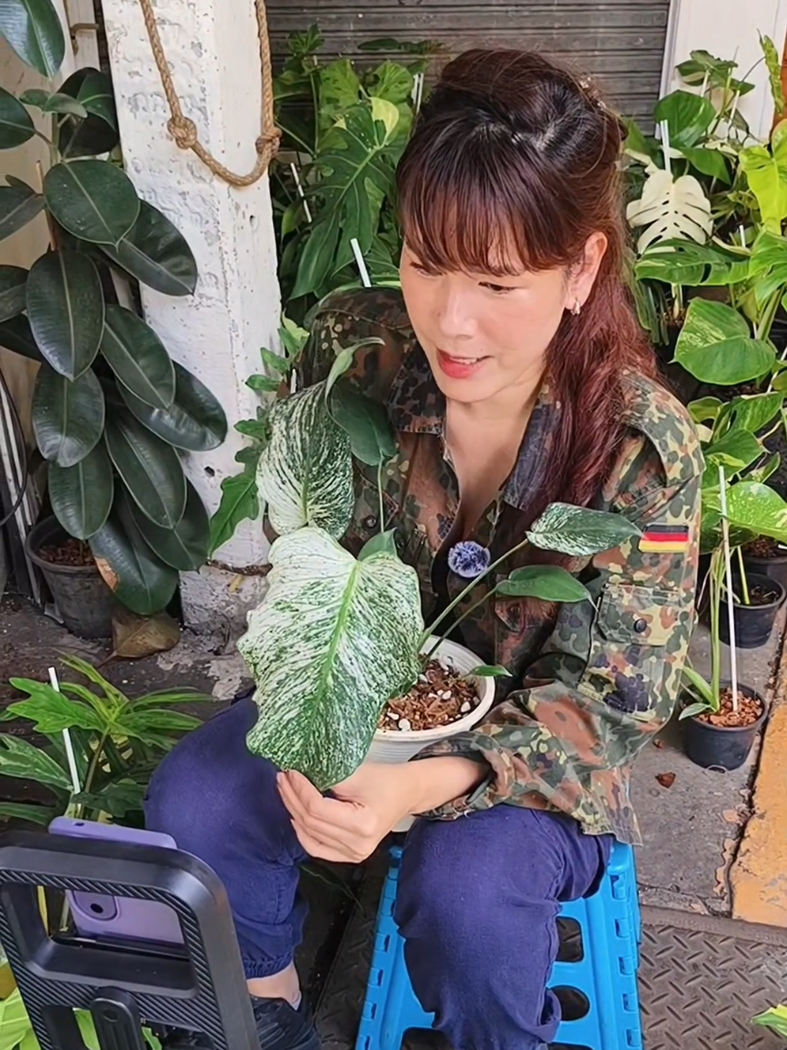 @YuPlant หลงใบ