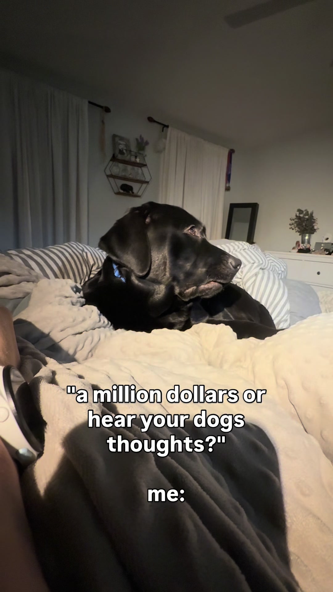 @DennisTheBlackLab