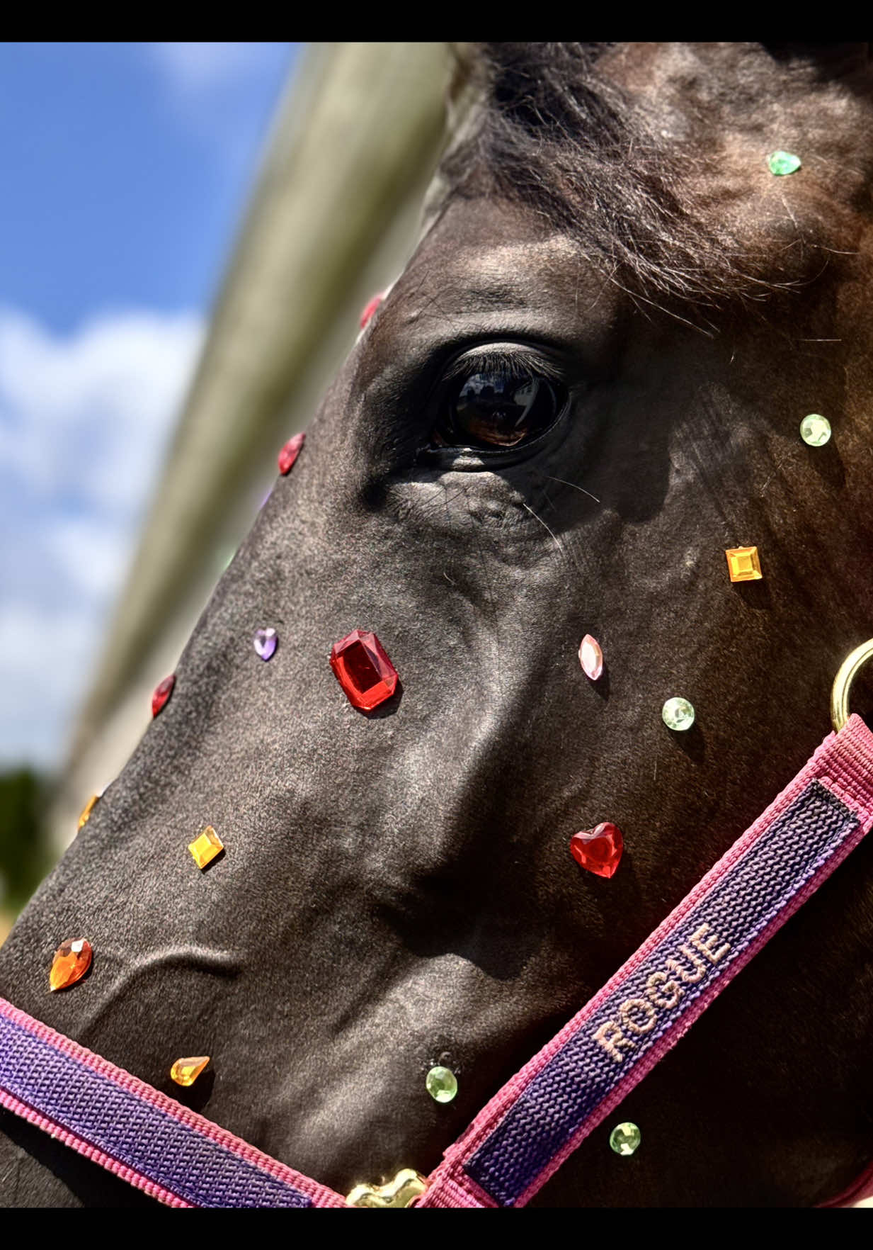 @Equestrian |🦄 Mom