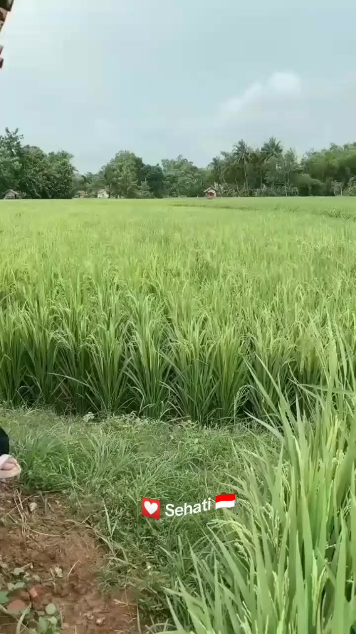 @💟 Sehati 🇮🇩
