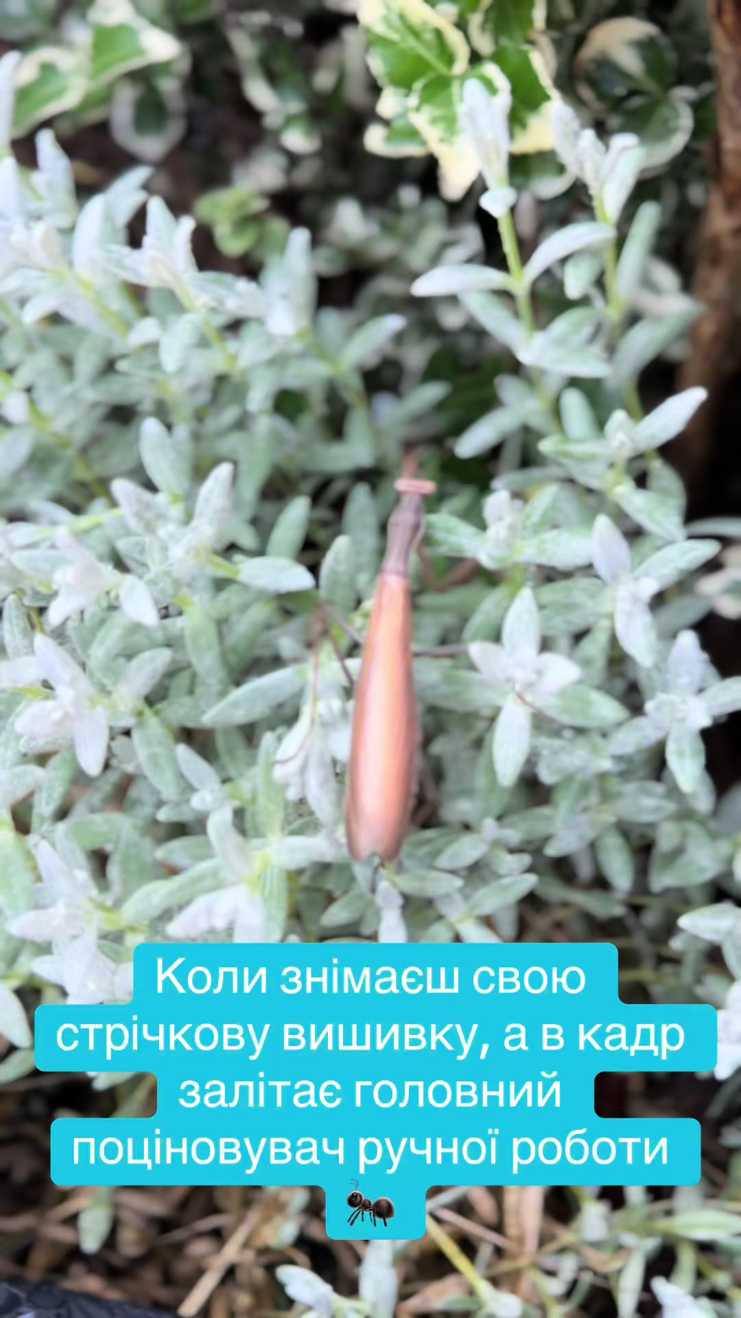 @@Iv.Olga вишивка стрічками