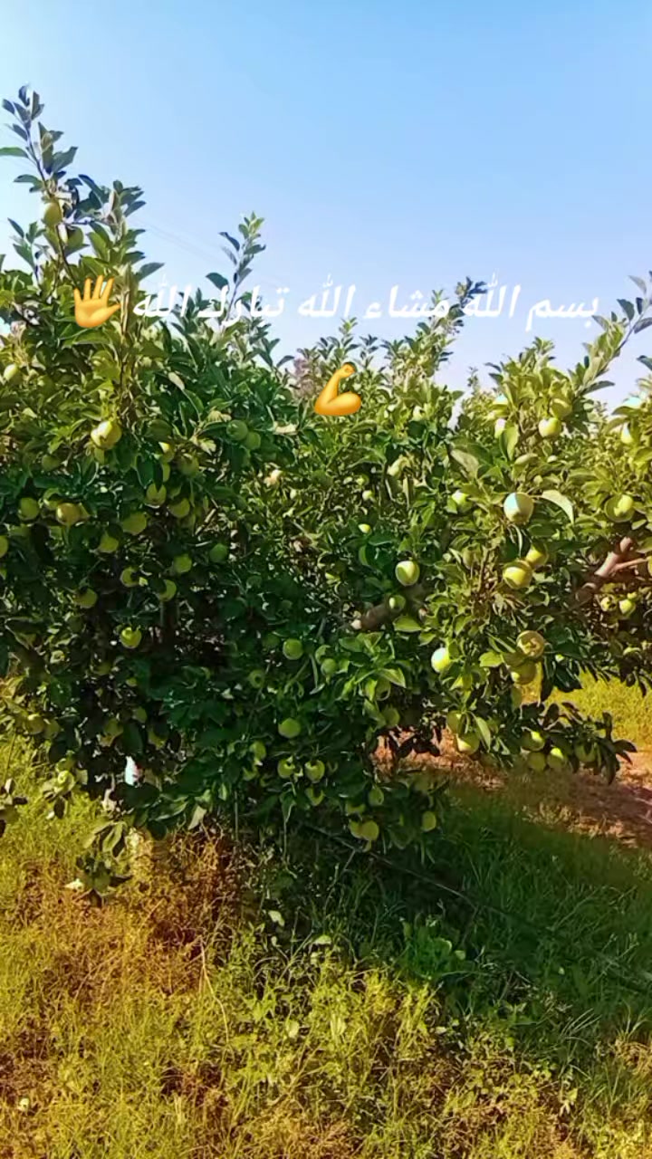 @Mohamed Fridhi