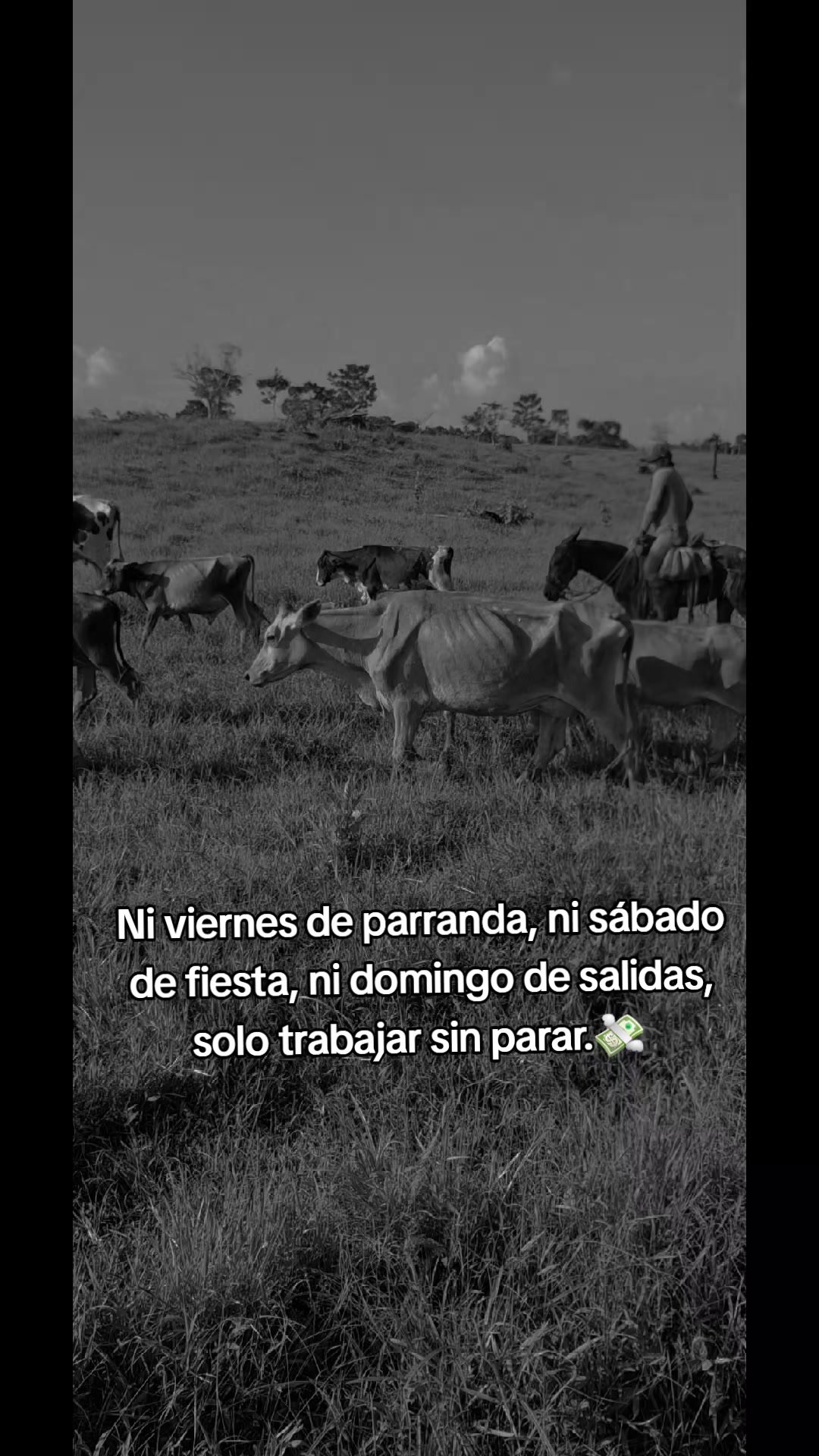 @Řobleto+🐄/Rancho (🐎)+🤠