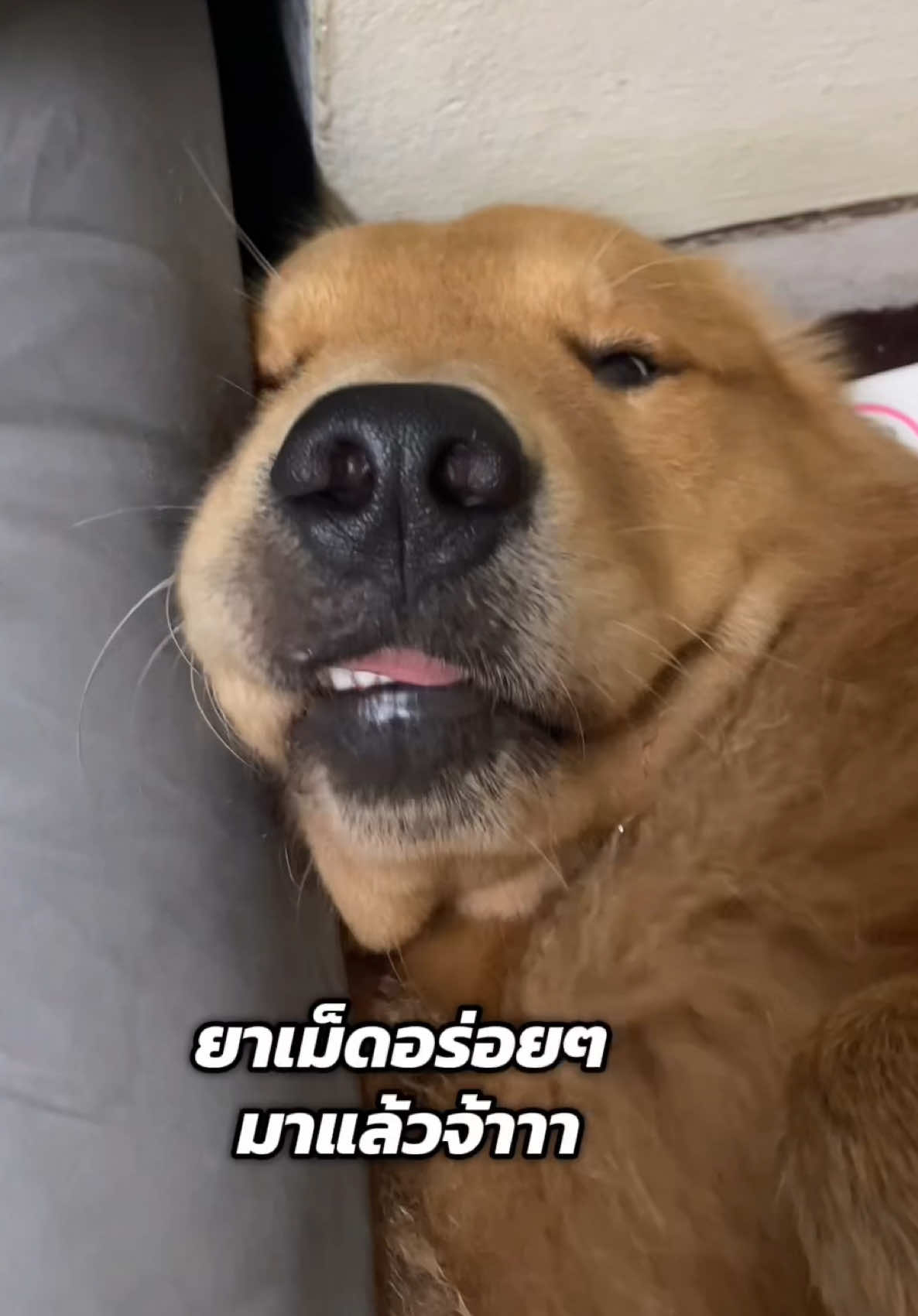 @ป๊อบคอร์นหมามึน