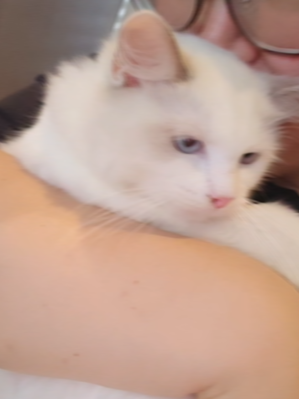 @DDhousepet