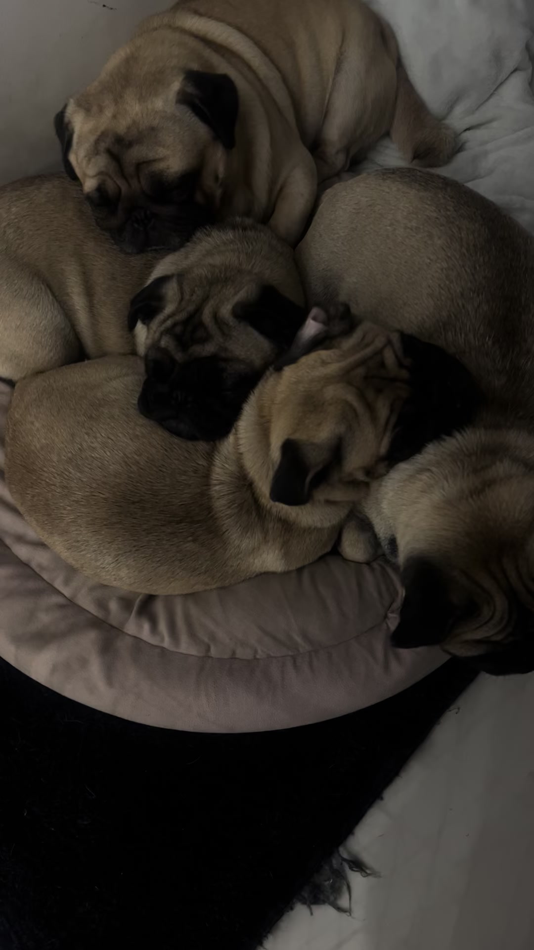 @pugSofyHarry