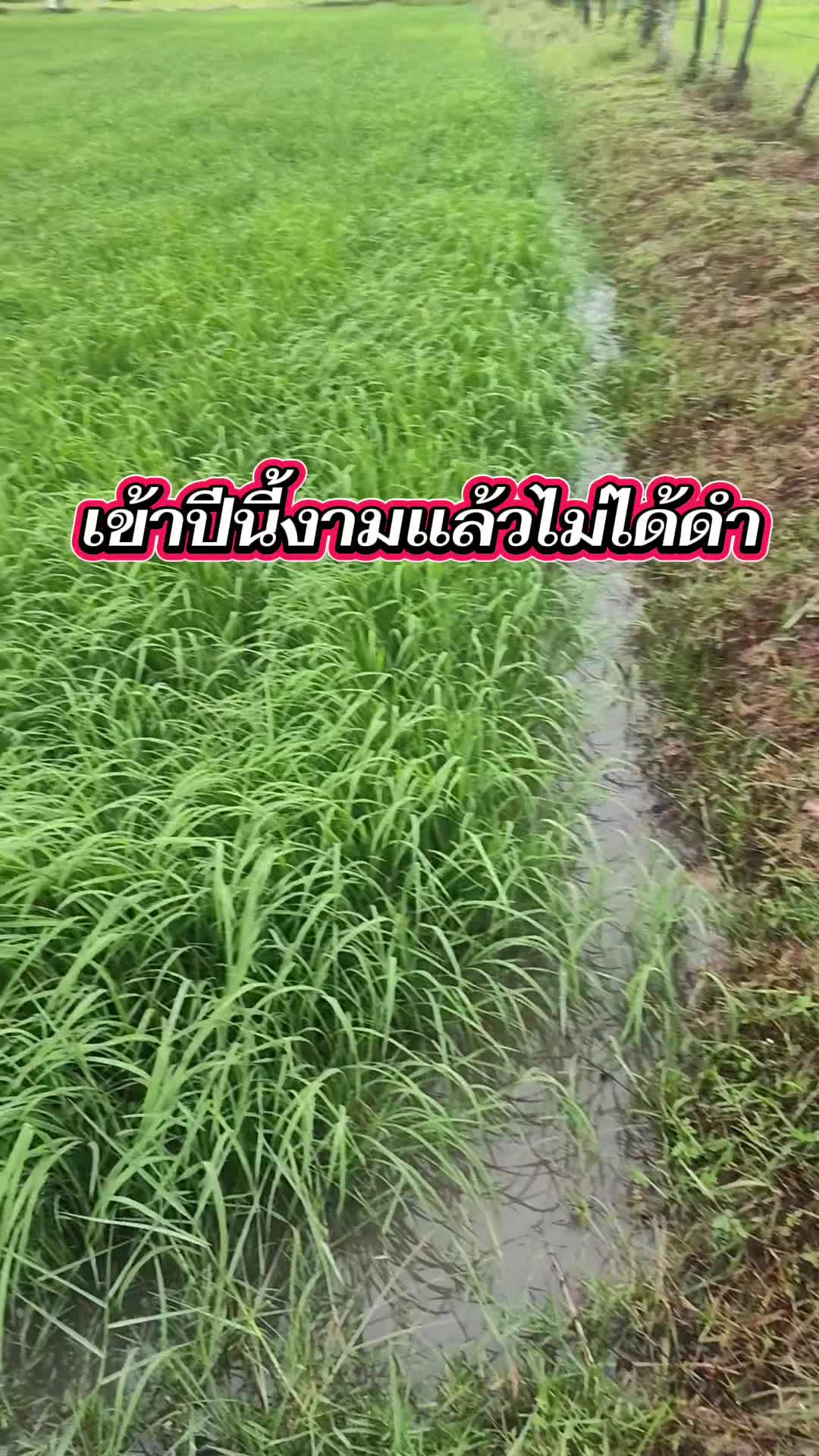 @วัยรุ่นหลังคาเหล็ก👨👩👧👧