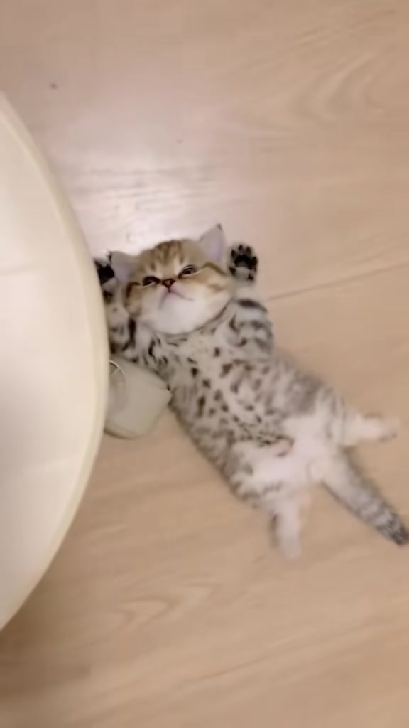 @catbosssss