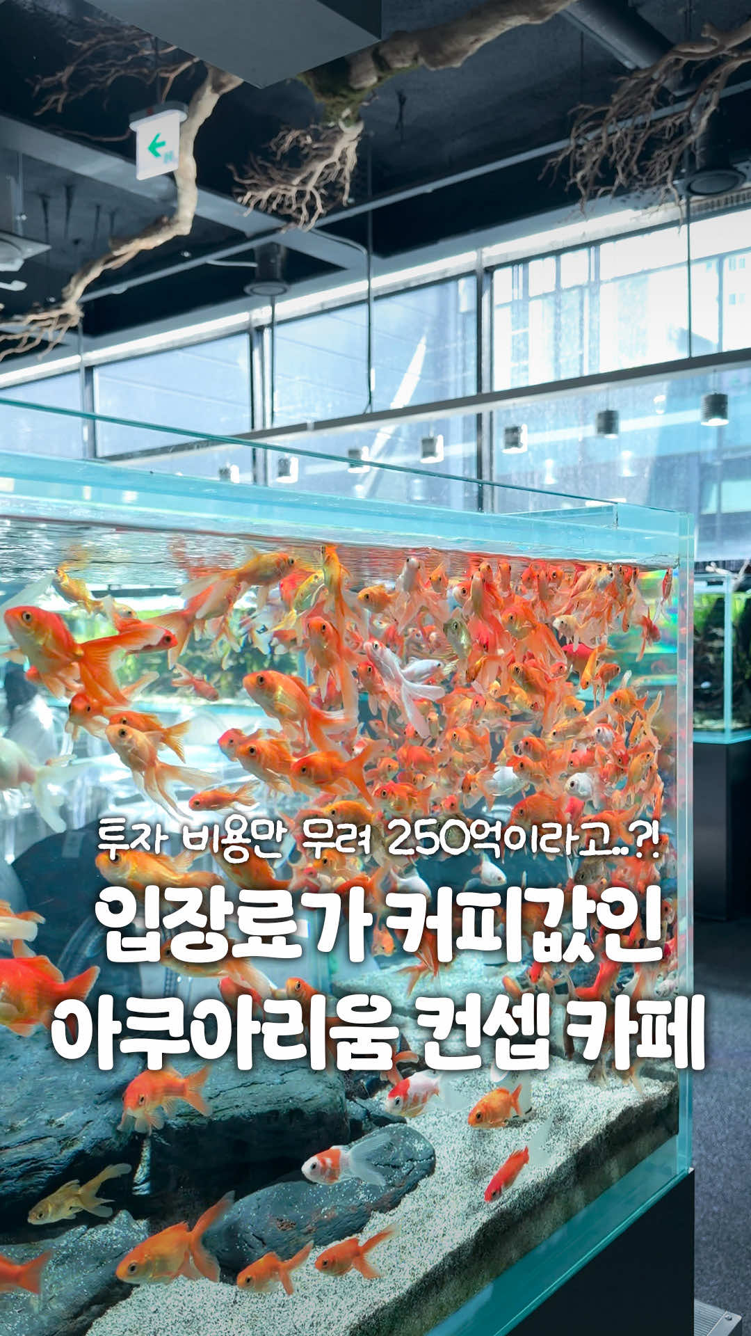 @일산갈고양