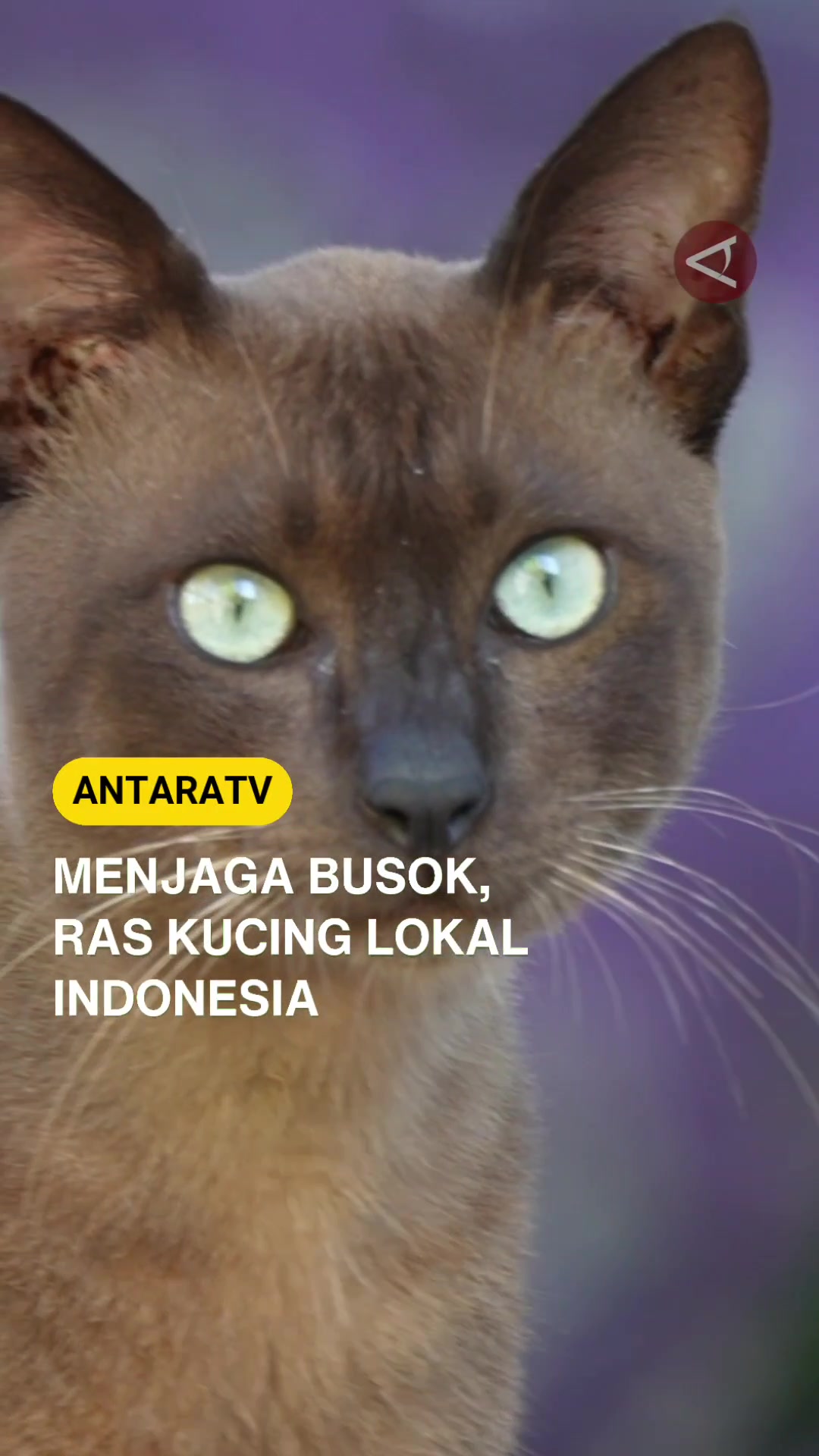@Antara TV Indonesia