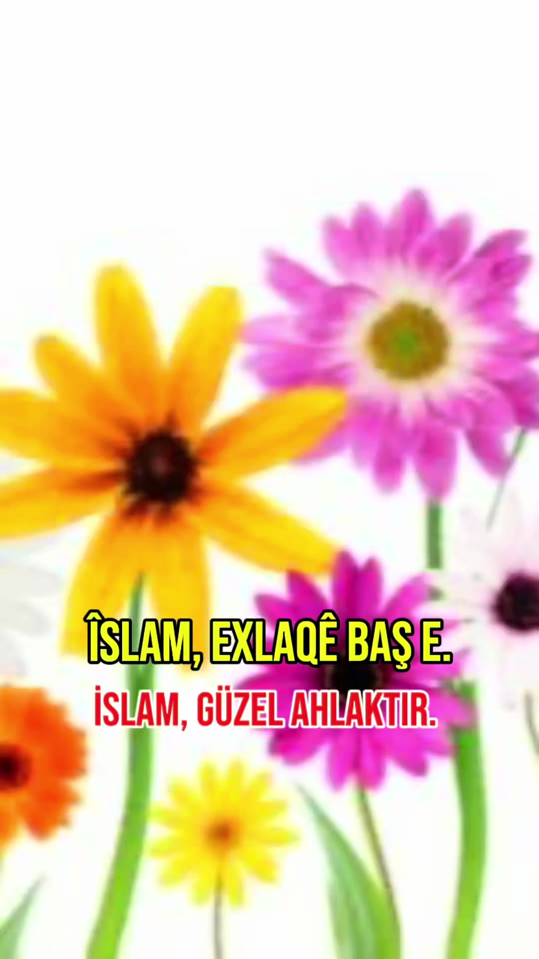 @Mehmet BUDAK