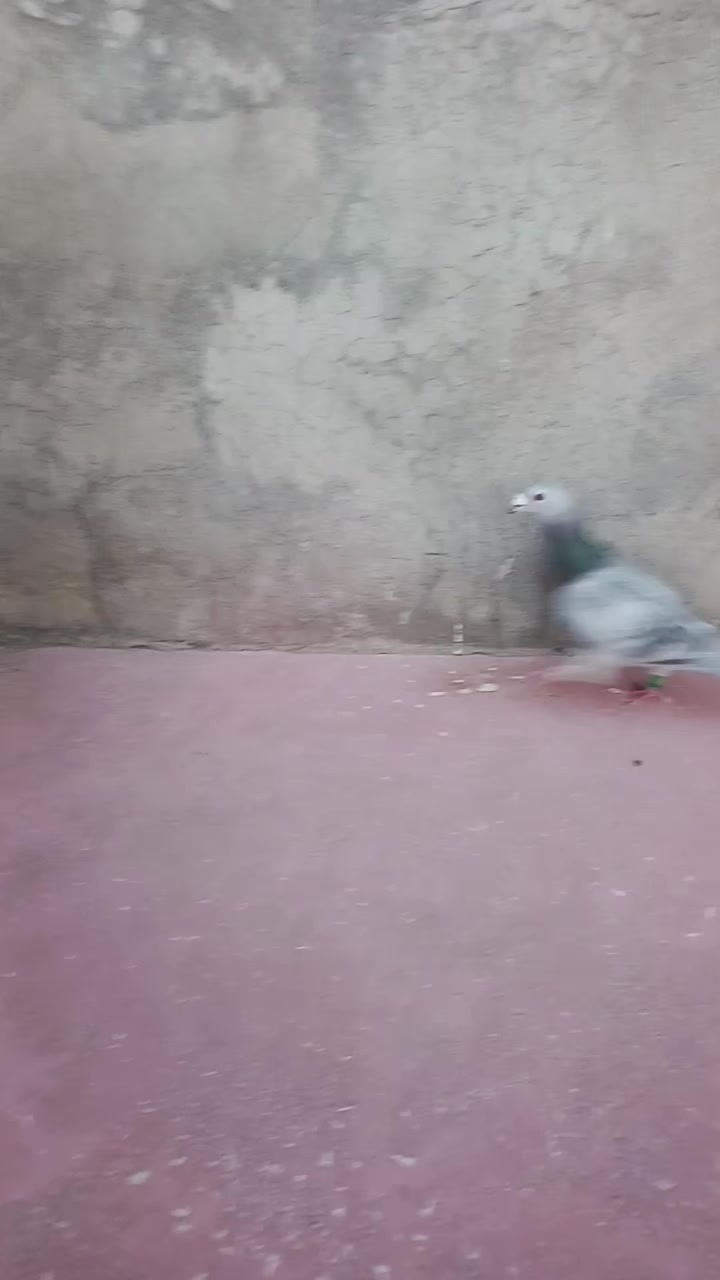 @Emre KarKacı