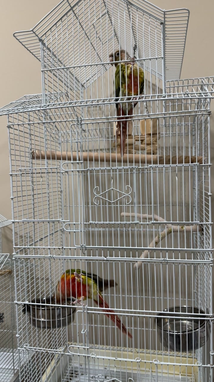 @🦜SOROR🦜
