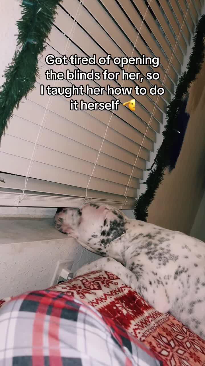 @lifewithstella